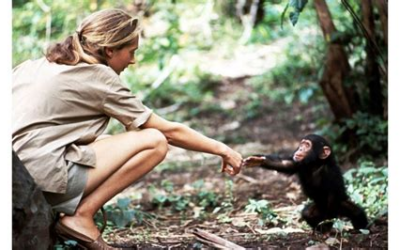 SHEis Amazing Profile: Dame Jane Goodall – Defending Wildlife, Inspiring Humanity