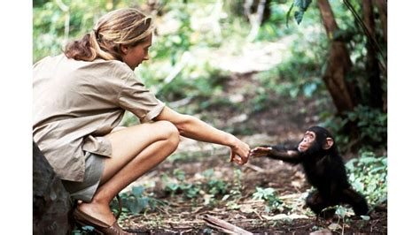 Jane Goodall reaching out to a baby chimpanzee in the forests of Gombe, Tanzania, showcasing her groundbreaking bond with wildlife.