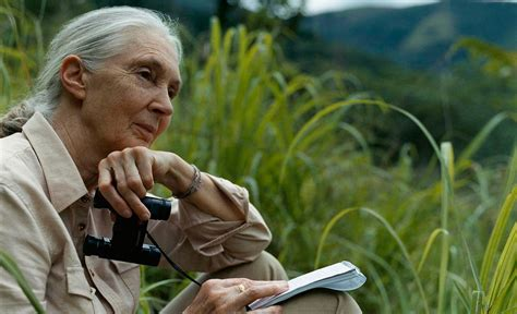 Jane Goodall sitting in a lush field, holding binoculars and a notebook, observing chimpanzees in the wild.